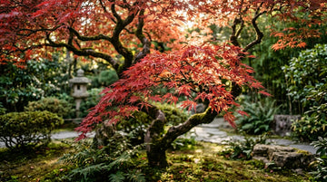 Kırmızı Yapraklı Japon Akçaağacı Bakımı