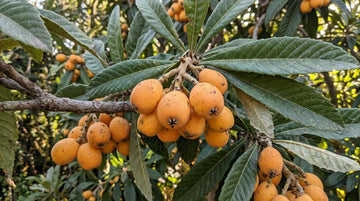 Malta Eriği (Yenidünya) Fidanı Yetiştirme