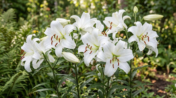 Lilyum (Zambak) Soğanı Dikimi ve Bakımı