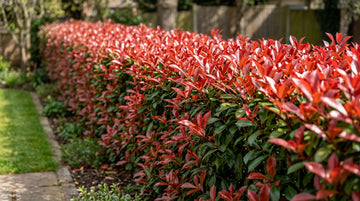 Alev Çalısı (Photinia) ile Canlı Çit Oluşturma