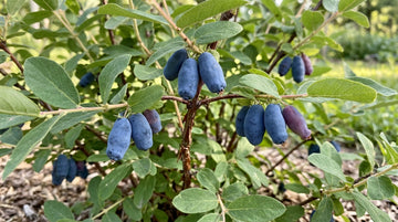 Bal Yemişi (Honeyberry) Nedir? Soğuğa Dayanıklı Erkenci Meyve