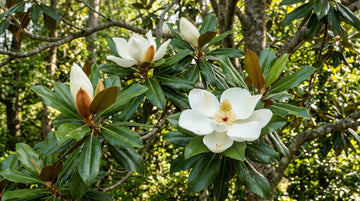 Manolya Ağacı Yetiştirme: Magnolia Grandiflora Bakımı