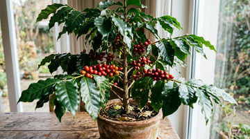 Evde Kahve Bitkisi Yetiştirme (Coffea arabica)