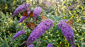 Kelebek Çalısı (Buddleja) ile Kelebek Bahçesi