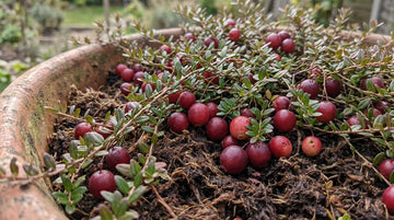 Türkiye'de Turna Yemişi (Cranberry) Yetiştirilir mi?