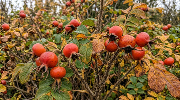 Kuşburnu Fidanı Nasıl Yetiştirilir? Rosa Rugosa ve Siyah Kuşburnu