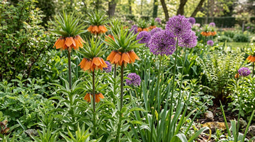 Ters Lale ve Süs Soğanı (Allium): Bahçede Gösterişli Soğanlar