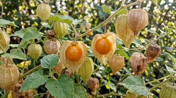 Altın Çilek (Physalis) Yetiştirme Rehberi