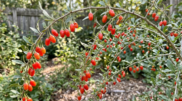 Kurt Üzümü (Goji Berry) Yetiştirme: Dikimden Hasada
