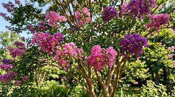 Oya Ağacı (Lagerstroemia) Bakımı ve Budaması