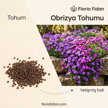 Obrizya Tohumu — İlkbaharın Renkli Halısı