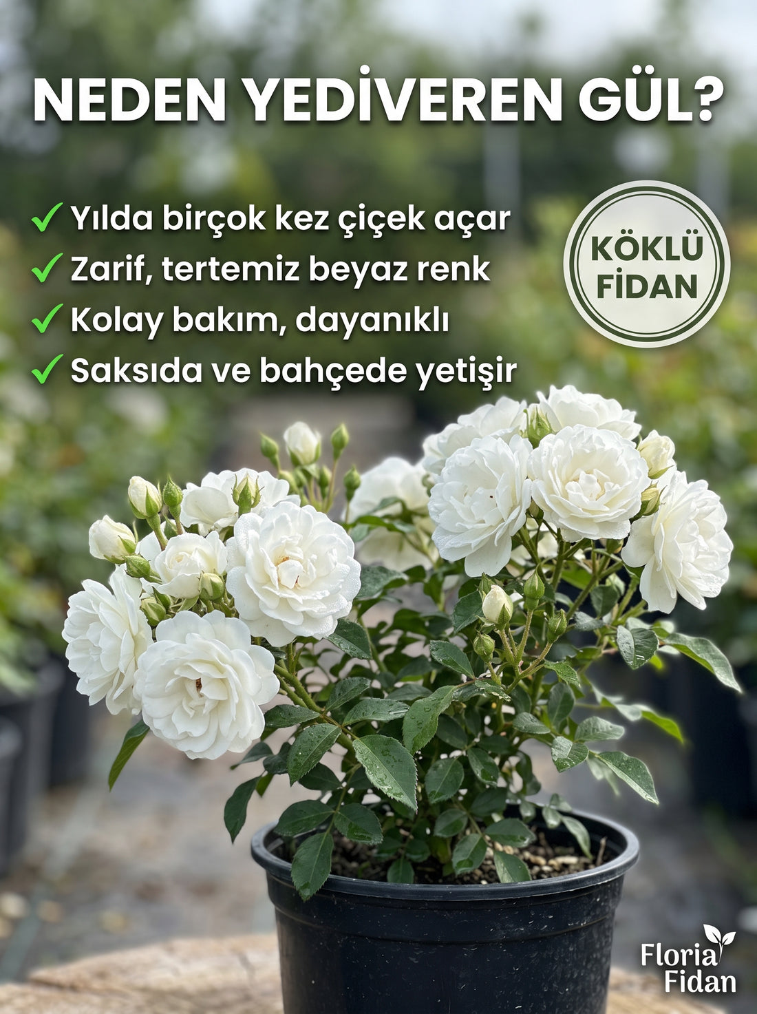 Beyaz Yediveren Gül — Köklü Fidan