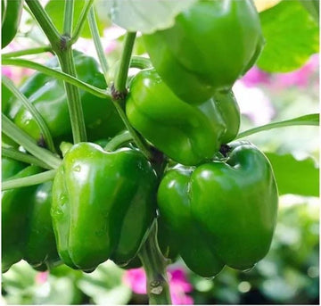 Biber Tohumu (Kandil Dolma)