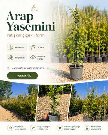 Yetişkin Çiçekli Arap Yasemini / 60-80 cm / 1L Saksıda