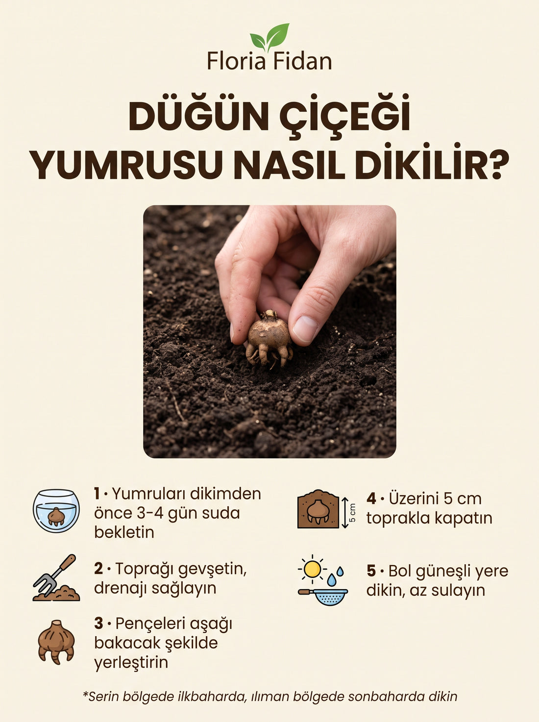 İthal Düğün Çiçeği (Ranunculus) Yumrusu — Karışık Renk · 5 Adet