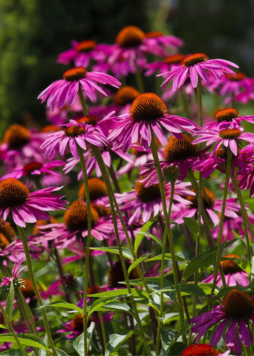 Ekinezya Tohumu (Echinacea)