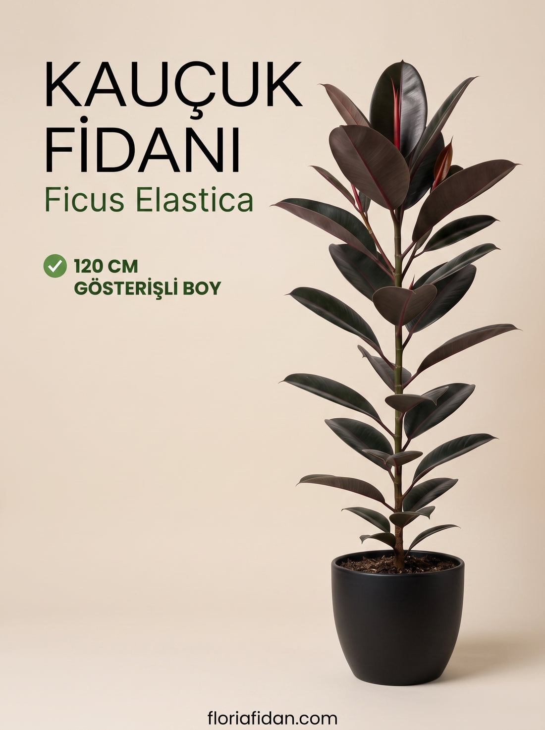 Kauçuk Ağacı (Ficus elastica)