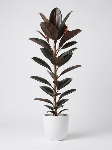 Kauçuk Ağacı (Ficus elastica)