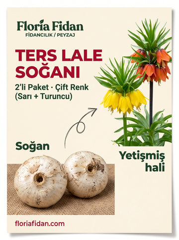 Ters Lale Soğanı — 2'li Paket, Çift Renk
