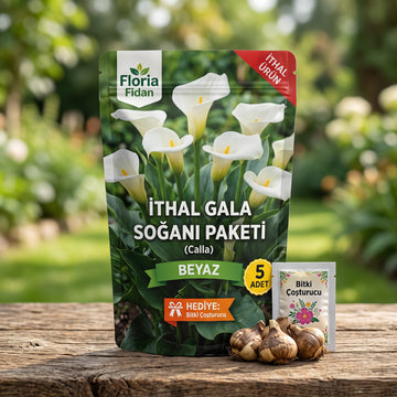 İthal Beyaz Gala (Calla) Soğanı — 5'li Paket (Bitki Çoşturucu Hediyeli)