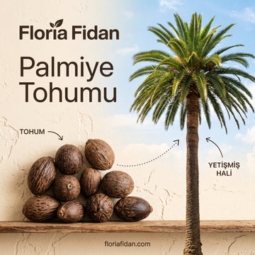 Palmiye Tohumu