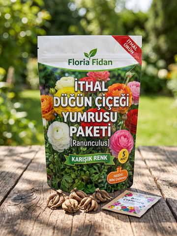 İthal Düğün Çiçeği (Ranunculus) Yumrusu — Karışık Renk · 5 Adet
