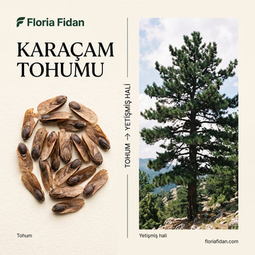 Karaçam Tohumu