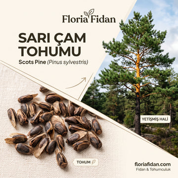 Sarı Çam Tohumu