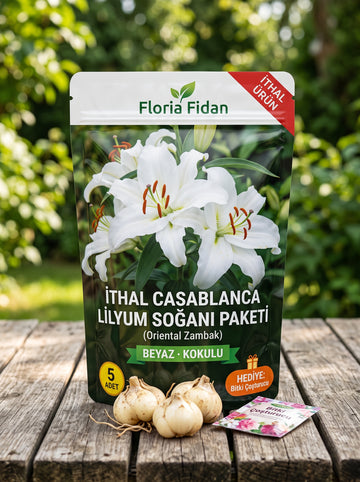 İthal Casablanca Lilyum (Oriental Zambak) Soğanı — Beyaz · Kokulu · 5 Adet