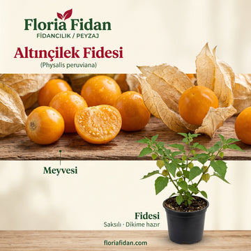 Altın çilek Fidesi — Kağıt Kılıflı Altın Meyve.