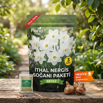 Beyaz Nergis Soğanı Seti (3'lü) — İthal
