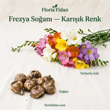 Frezya Soğanı — Karışık Renk 5'li