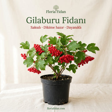 Gilaburu Fidanı — Anadolu'nun Kırmızı İncisi