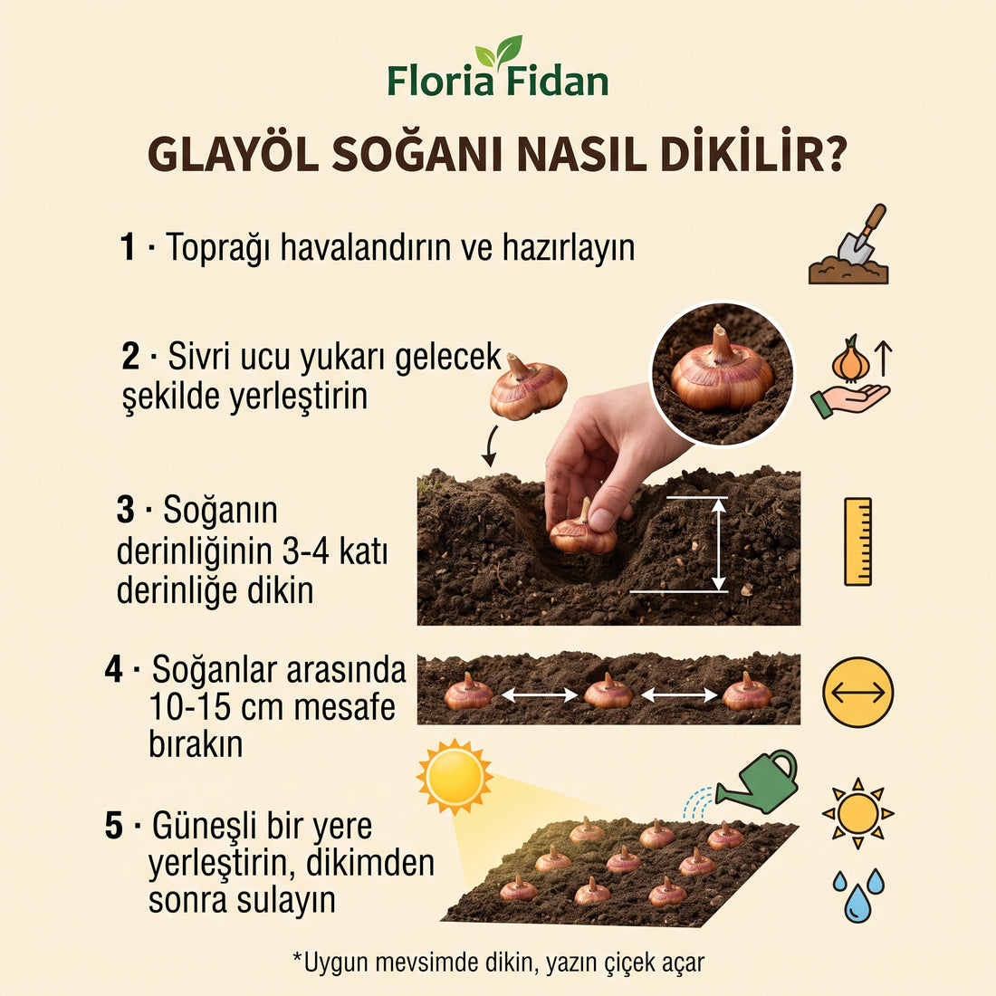 Glayör Soğanı Karışık Renk — 3'lü İthal