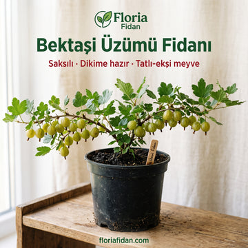 Bektaşi Üzümü Fidanı — Az Bilinen Lezzet