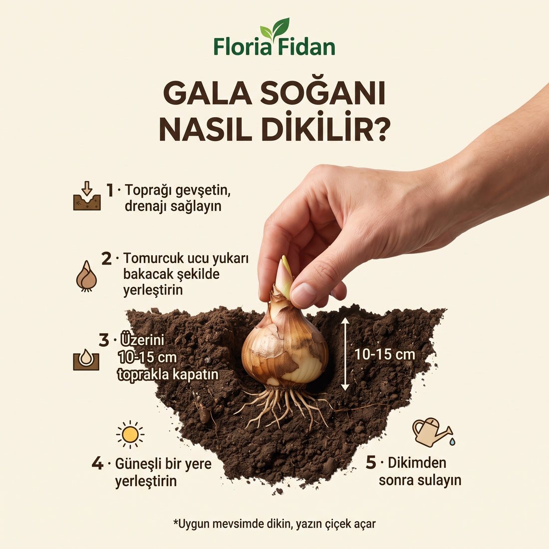 İthal Beyaz Gala (Calla) Soğanı — 5'li Paket (Bitki Çoşturucu Hediyeli)