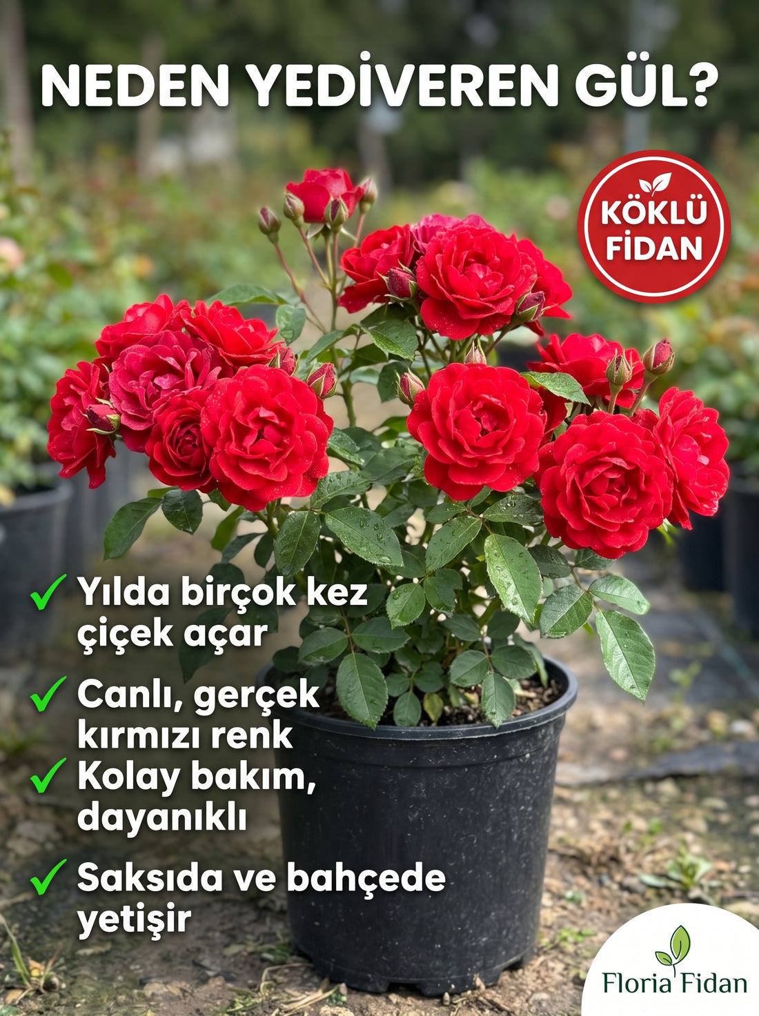 Kırmızı Yediveren Gül — Köklü Fidan
