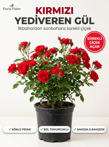 Kırmızı Yediveren Gül — Köklü Fidan