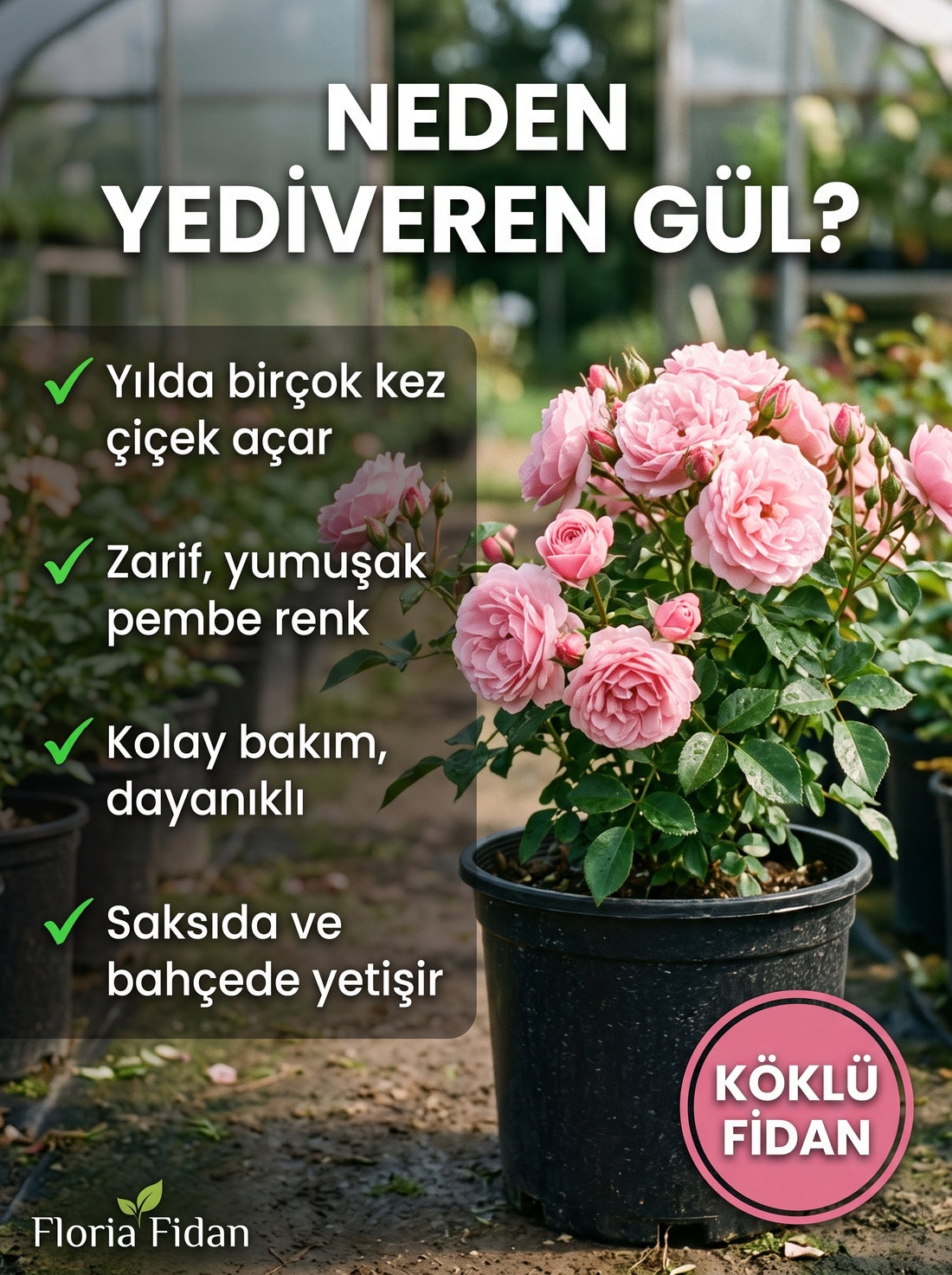 Pembe Yediveren Gül — Köklü Fidan