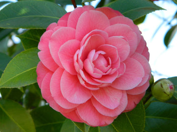 2 Yaş Pembe açan kamelya 23-35 cm