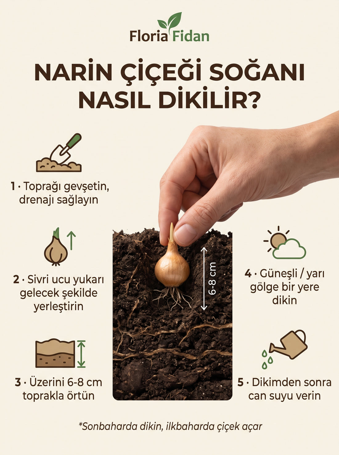 İthal Narin Çiçeği (Ixia) Soğanı — Karışık Renk · 5 Adet