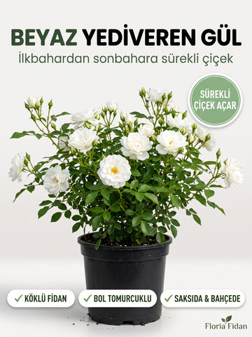 Beyaz Yediveren Gül — Köklü Fidan