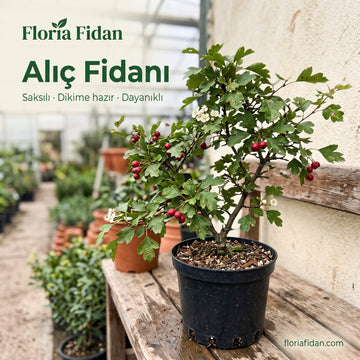 Alıç Fidanı — Dayanıklı Anadolu Ağacı