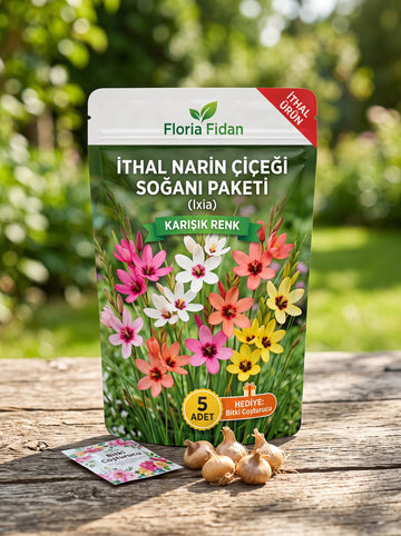 İthal Narin Çiçeği (Ixia) Soğanı — Karışık Renk · 5 Adet