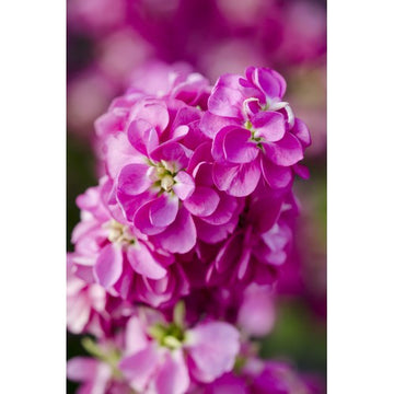 Şebboy (Matthiola incana) Tohumu