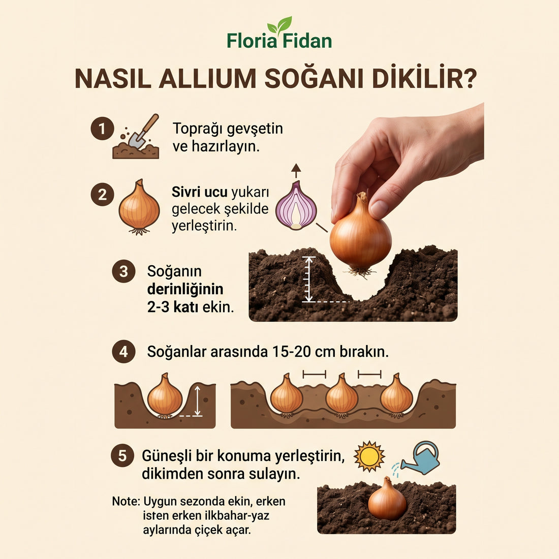 İthal Mor Allium Soğanı — 5'li İthal
