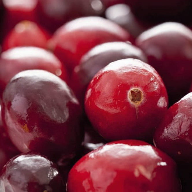 2 Yaşında Turna yemişi - Cranberry 15-25 cm