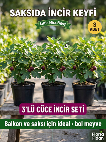 3'lü Cüce İncir Fidan Seti - Little Miss Figgy