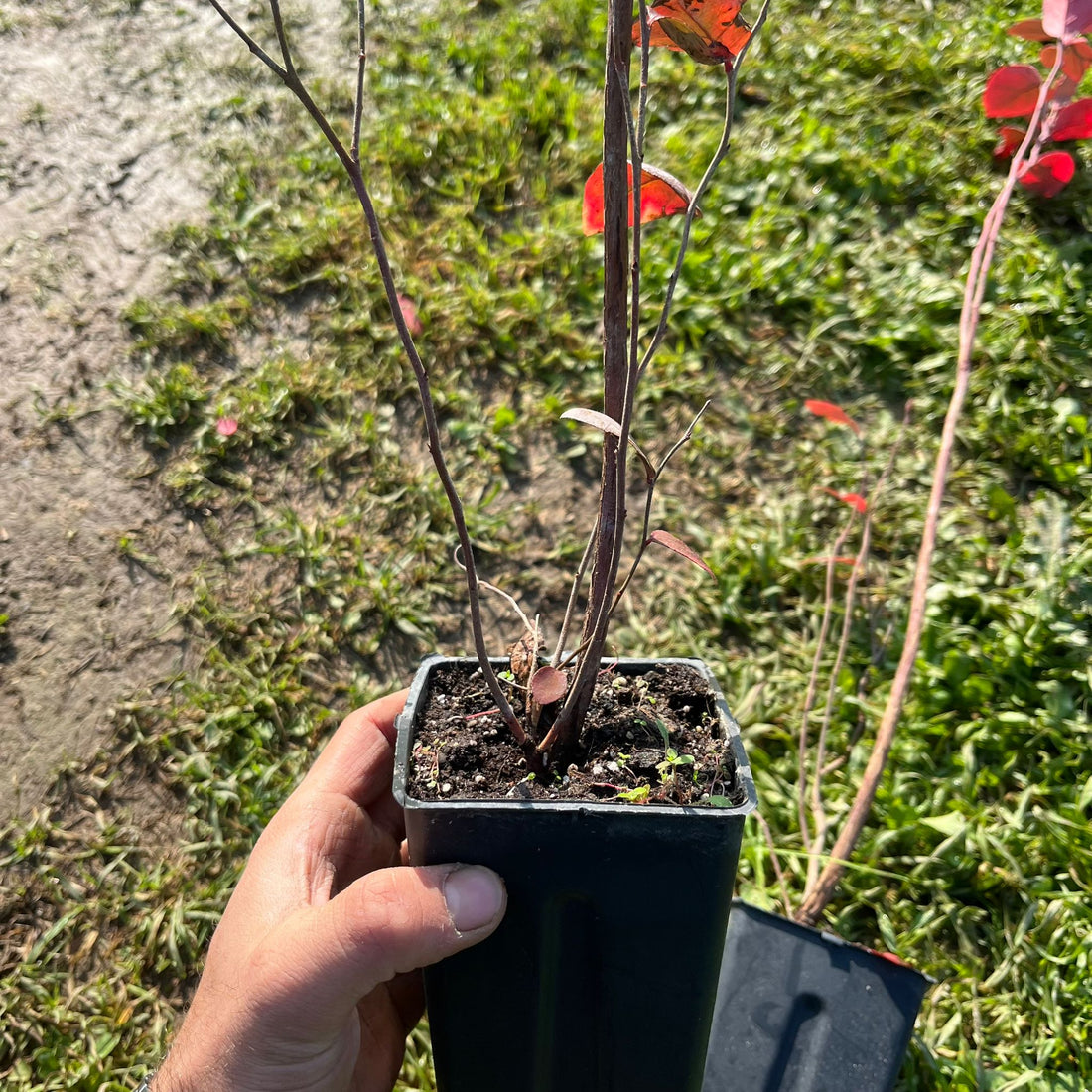 2 Yaş Yaban Mersini Fidanı - Blueberry Sapling