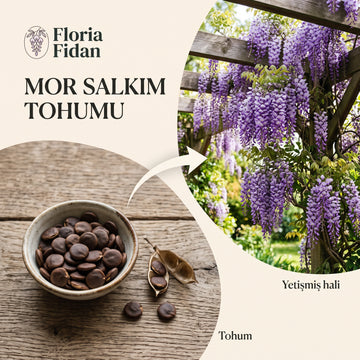 Mor Salkım Tohumu